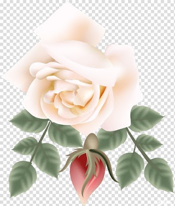 Garden roses Flower Watercolor painting , beautiful roses transparent background PNG clipart