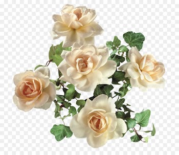Garden roses Flower - White roses 