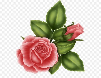 Garden roses Friendship Image Flower Blog - flower 