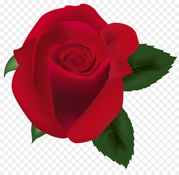 Garden Roses, Garden, Cabbage Rose, Rose PNG