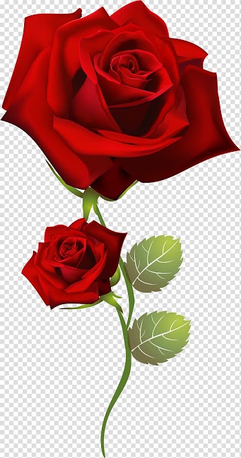 Garden roses Home page , rose transparent background PNG clipart