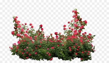 Garden roses Memorial rose Shrub Flower - rose bush 