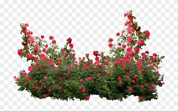 Garden Roses Memorial Rose Shrub Flower - Roses Shrub Png