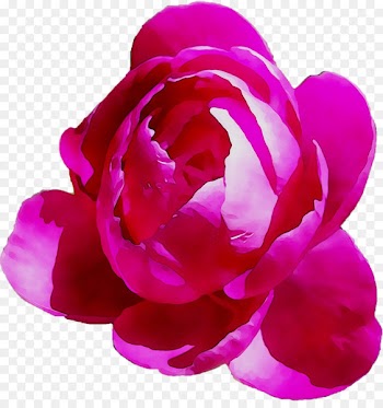 Garden roses Peony Cabbage rose Watercolor painting Clip art -  