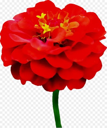 Garden roses Peony Herbaceous plant Annual plant Cut flowers -  