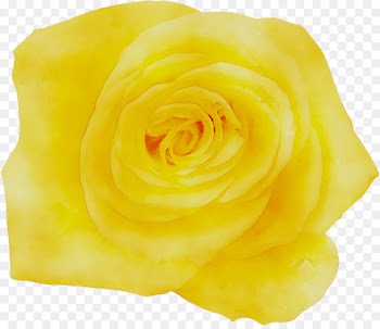 Garden roses Petal Cut flowers -  