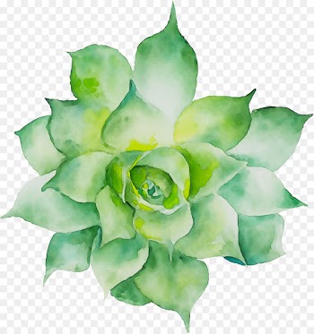Garden roses Petal Cut flowers -  