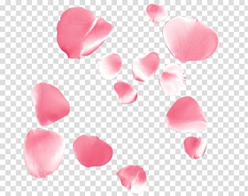 Garden roses Petal Flower Damask rose, flower transparent background PNG clipart