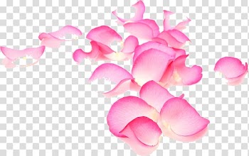 Garden roses Petal Flower Plant, rose transparent background PNG clipart