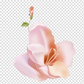 Garden roses Petal Lilium Flower, Lily flower core transparent background PNG clipart