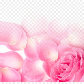 Garden roses Pink Petal Wallpaper - Pink Rose Petal Poster Background Network Valentine's Day 