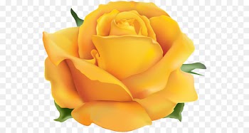 Garden roses Portable Network Graphics Image Clip art Desktop Wallpaper - daikon badge 