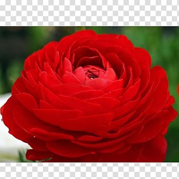 Garden roses Red Ranunculus asiaticus Meadow buttercup Centifolia roses, tulip transparent background PNG clipart