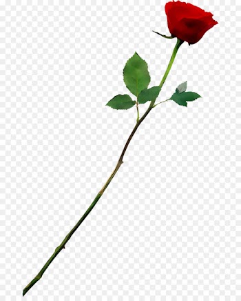 Garden roses Ringtone SMS Mobile Phones Marathi language -  