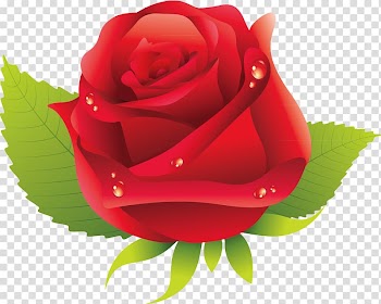 Garden roses Rosa chinensis Centifolia roses Floribunda Flower, Rose transparent background PNG clipart