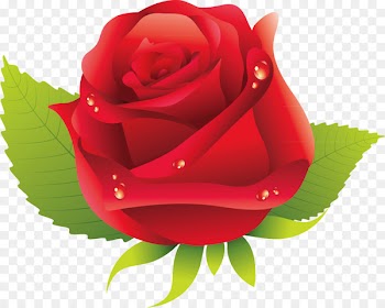 Garden roses Rosa chinensis Centifolia roses Floribunda Flower - Rose Vector 