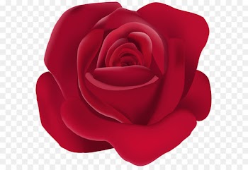 Garden roses Rosa chinensis Clip art - Rose PNG Image 