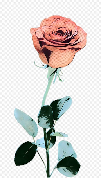 Garden Roses, Rose, Cut Flowers, Flower PNG