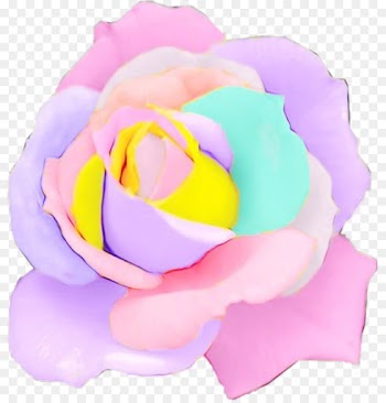 Garden Roses, Rose, Cut Flowers, Pink, Petal PNG