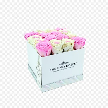 Garden Roses, Rose, Cut Flowers, Pink, White PNG