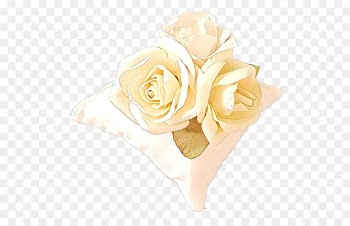 Garden Roses, Rose, Cut Flowers, White PNG
