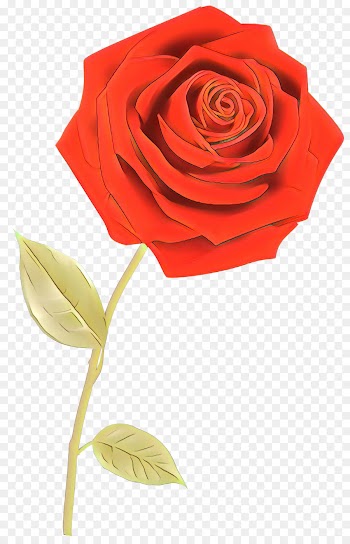 Garden Roses, Rose, Floristry, Flower PNG