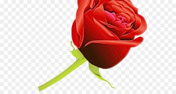 Garden Roses, Rose, Flower PNG