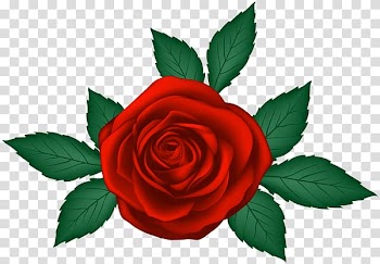 Garden roses , rose transparent background PNG clipart