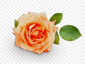 Garden roses Stock photography Image -  