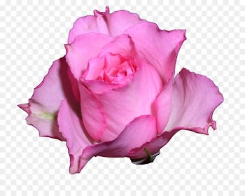 Garden roses Teachers' Day School Last bell - teacher 