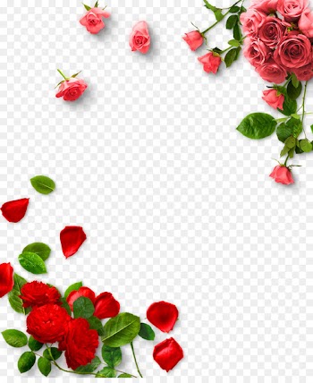 Garden roses Valentines Day - Rose PNG 