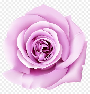 Garden Roses Wall Paper Wallpaper - Rose Flower Png 3d