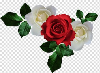 Garden roses Wars of the Roses frame , rose transparent background PNG clipart