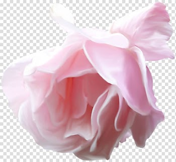 Garden roses Watercolor painting Flower, Floral watercolor flowers material material transparent background PNG clipart