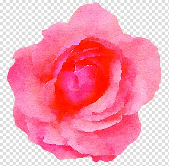 Garden roses Watercolor painting Pink flowers , bell small transparent background PNG clipart