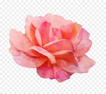 Garden roses Watercolor painting - Red watercolor painted floral elements 