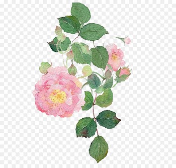 Garden roses Watercolour Flowers Dog-rose Watercolor painting - Watercolor flowers 