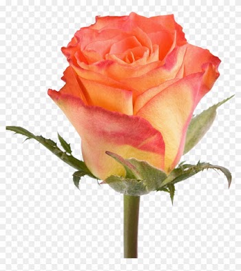 Garden Roses Watercolour Flowers Painting - Rose