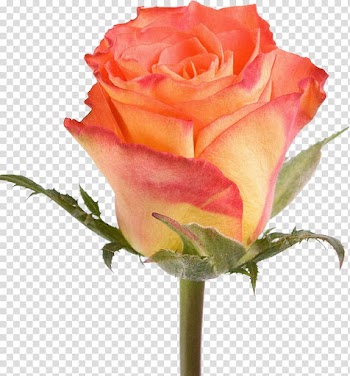 Garden roses Watercolour Flowers Painting, rose transparent background PNG clipart
