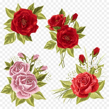 Garden roses Wedding invitation Centifolia roses Beach rose - rose 