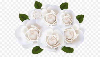Garden roses White Clip art - White Roses PNG Clip Art Transparent Image 