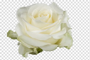 Garden roses White Cut flowers Floristry, flower transparent background PNG clipart