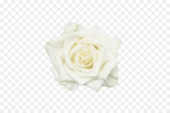 Garden roses White Flower - White roses 
