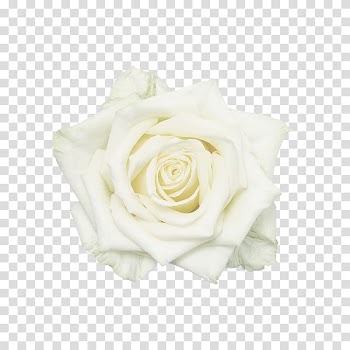 Garden roses White Flower, White roses transparent background PNG clipart