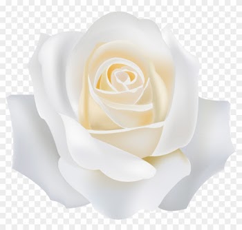 Garden Roses White - Garden Roses