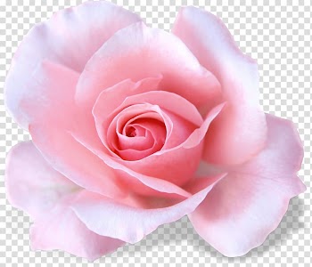 Garden roses White, rose transparent background PNG clipart