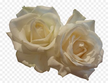 Garden roses - White roses 