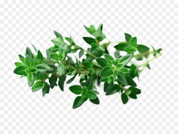 Garden Thyme Seed Herb Vegetable - Fresh thyme green leaf picture material 