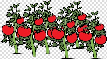 Garden Vegetable Cherry tomato , bright red tomato transparent background PNG clipart