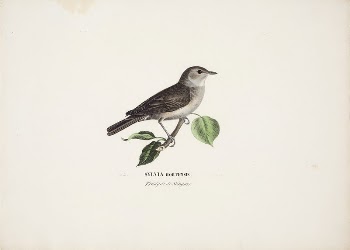 Garden warbler, 1828 - 1838, | Free Photo - rawpixel